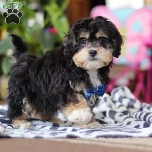 Snickers, Shih-Poo Puppy